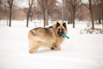 Dog breed Sheepdog in winter field