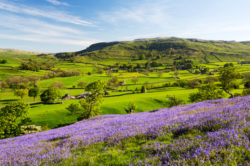 Bluebells growing on a limestone hill, Yorkshire Dales National Park, England, UK