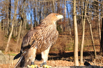 eagle on the background of wild nature
