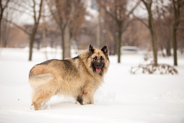 Dog breed Sheepdog in winter field