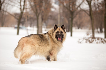 Dog breed Sheepdog in winter field