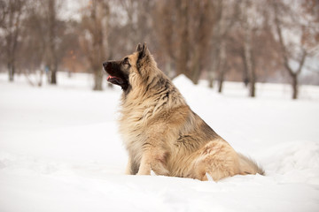 Dog breed Sheepdog in winter field