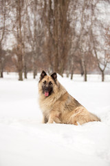 Dog breed Sheepdog in winter field
