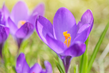 Beautiful violet crocuses grow in meadow. Early spring flowers.
