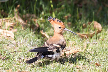 African Hoopoe, Upopa africana, foraging on grass for worms and insects