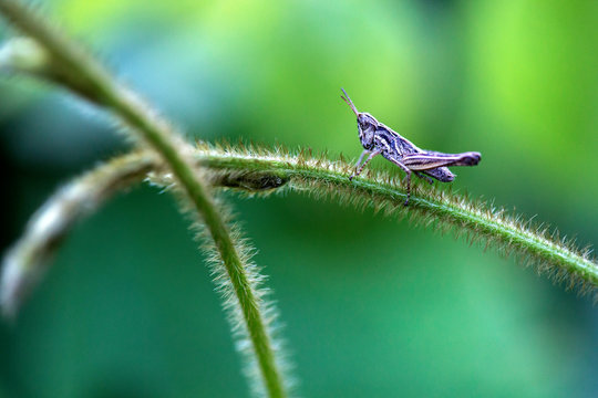 grasshopper