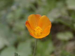 Yungas orange flower