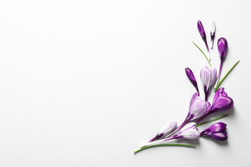 Flat lay composition with spring crocus flowers on white background, space for text