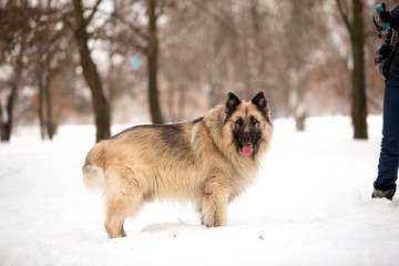 Dog breed Sheepdog in winter field