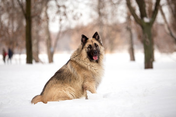 Dog breed Sheepdog in winter field