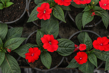 Many blooming flowers growing in pots with soil, top view