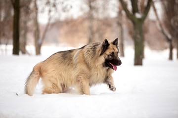 Dog breed Sheepdog in winter field