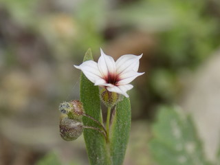 Yungas flower