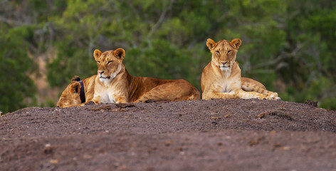 Lion Lions three Panthera leo one with radio tracking collar device one head down resting two looking forward copy space Ol Pejeta Conservancy Kenya East Africa natural environment vulnerable species