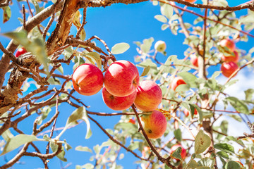 Apple tree in Love Valley, Cappadocia.