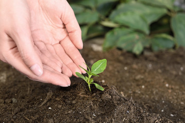 Woman taking care of seedling in soil, closeup. Space for text
