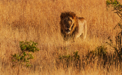 Male lion panthera leo with large mane facing forward camouflaged in high grass Ol Pejeta...