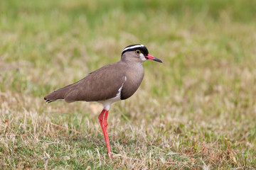 Naklejka premium Crowned Plover or Crowned Lapwing, Vanellus coronatus, walking on grass