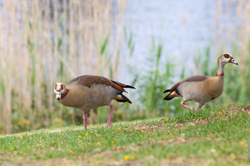 Pair of Egyptian geese, Alopochen aegyptiaca,  foraging on river bank