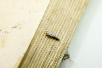 Insect feeding on paper - silverfish