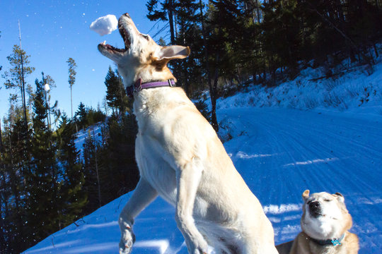 Dog catching snowball, Lolo, Montana, USA