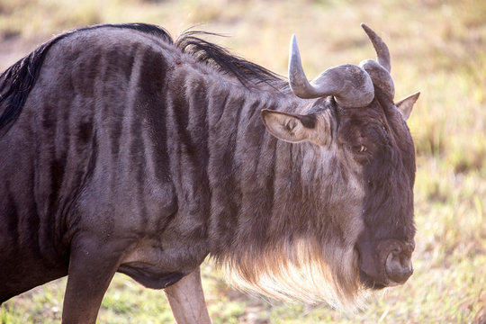 Wildebeest, Masai Mara National Reserve, Kenya