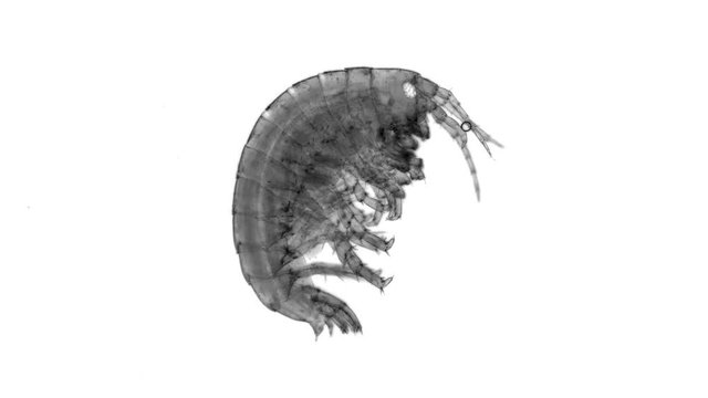 Amphipoda Gammarus Hyalella azteca crayfish is a good food for fish