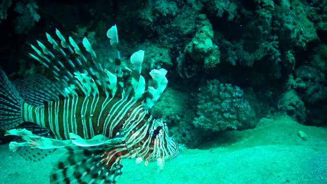 Common lionfish (Pterois volitans), Fish hunt and swim over a coral reef. Red Sea, Egypt