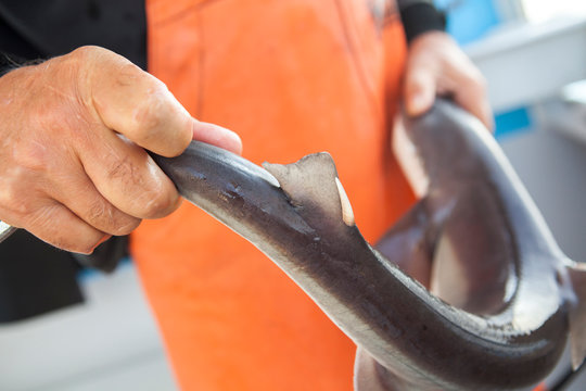 A fisherman holds a dog fish.