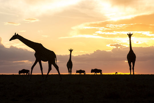 Giraffes and wildebeests silhouetted at sunset, Masai Mara National Reserve, Kenya - Powered by Adobe