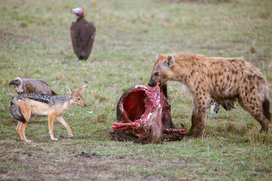Hyena feeding on prey, Masai Mara National Reserve, Kenya