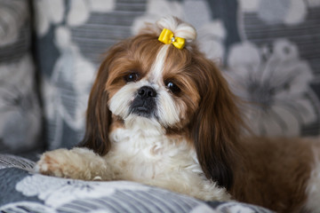 Portrait of a cute puppy dog shih tzu with bow lying on a couch at home