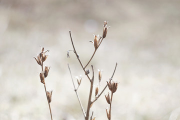 dry winter flowers