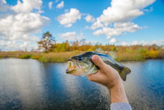 Bass on fly in Ithaca