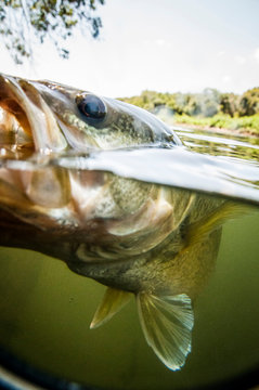 Black Bass caught on the Brazos River in Texas
