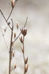 dry winter flowers