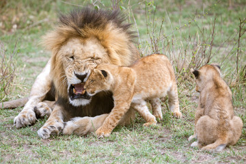 Male lion roaring at cubs, Masai Mara National Reserve, Kenya