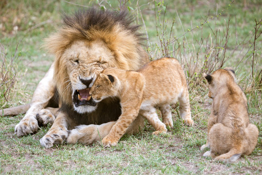 Male lion roaring at cubs, Masai Mara National Reserve, Kenya