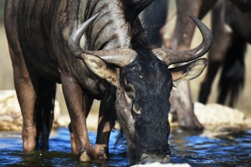 Obraz premium Ein Streifengnu (Connochaetes) trinkt an der Wasserstelle im Kgalagadi Nationalpark in Namibia