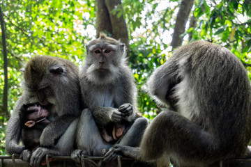 Three monkeys sit and interact each other. At Monkey forest Ubud, people feed monkey and treat them lovely.