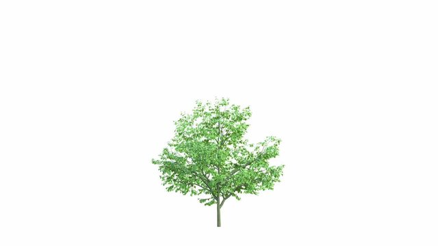 The growth of a large tree. Isolated on white background In Ultra HD 4k.