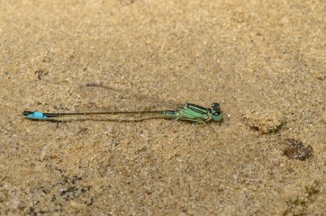 Piccola e graziosa libellula verde sulla sabbia