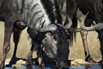 Ein Streifengnu (Connochaetes) trinkt an der Wasserstelle im Kgalagadi Nationalpark in Namibia