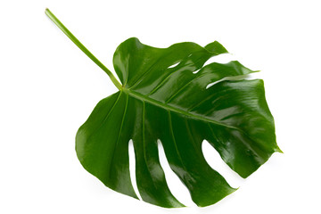 Tropical Jungle Leaf, Monstera, resting on flat surface, isolated on white background. © gitusik