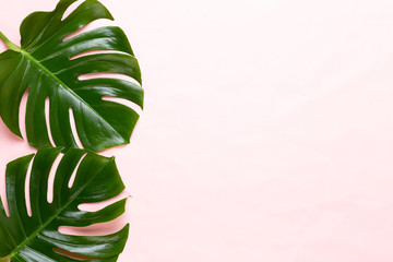 Tropical Jungle Leaf, Monstera, resting on flat surface, on peach background.