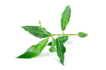Obraz premium Bay leaves isolated on white background