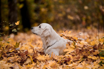 Golden Retriever in the autumn forest