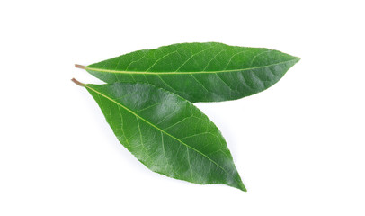 Fototapeta premium Bay leaves isolated on white background