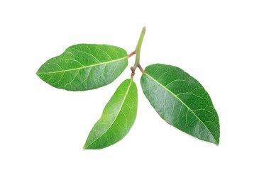 Bay leaves isolated on white background