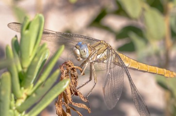Esemplare di libellula gialla in primo piano sopra una pianta